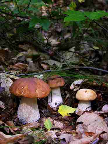  Image name: 244 Porcino.jpg 
 width: 370 pixel 
 height: 493 pixel 
 Size: 17839 bytes 
 Click to enlarge 